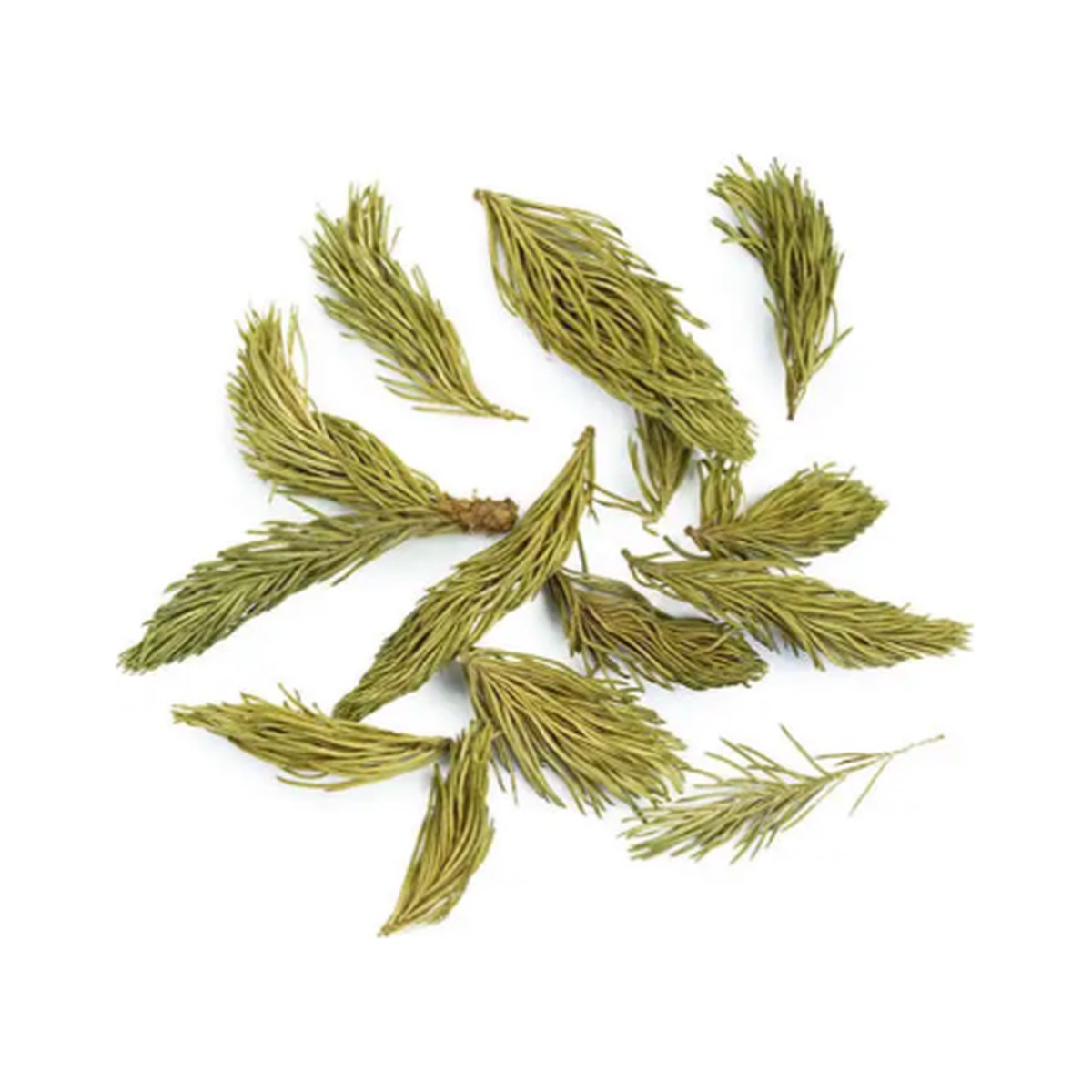 Spruce Tips